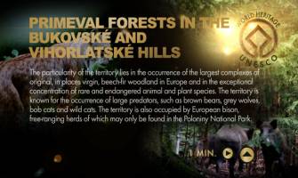 Primeval forests 